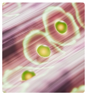 Но Шпа банер